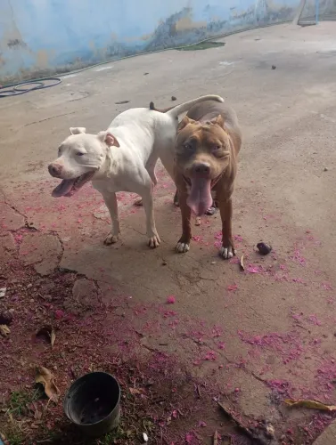 Temos disponíveis 4 filhotinhas American Pitbull Terrier