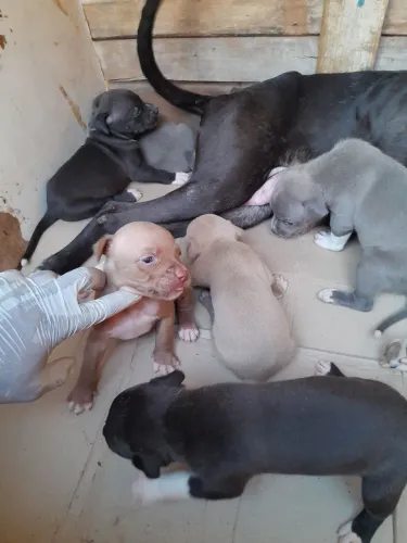 Filhotes de pitbull