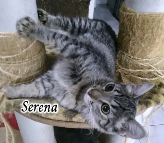 SERENA PARA ADOÇÃO 