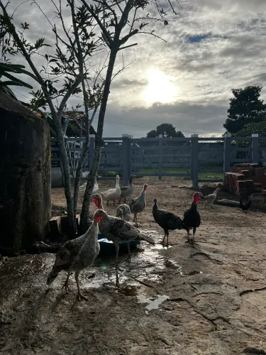 Vendo casal de peru