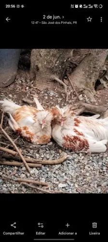 Galinha Polonesa branca 