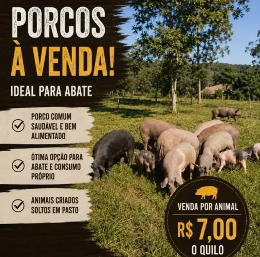 Porcos caipira para abate ou recria