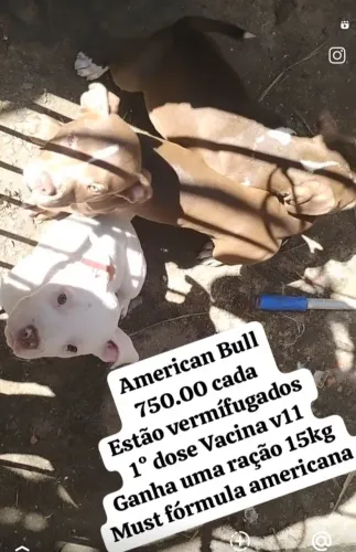 Filhotes Americanbull