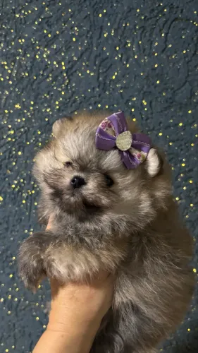 Spitz Alemão/Lulu da Pomerania