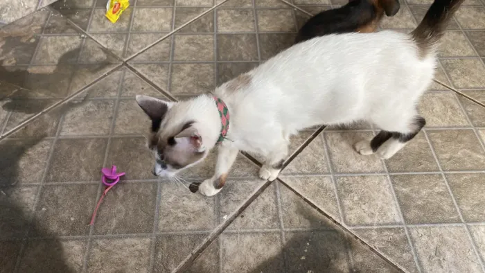 Gatinha para adoção responsável