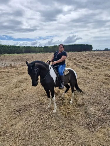 Cavalo Pampo MM Marcha Picada