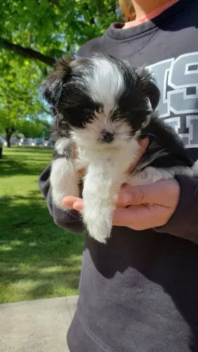 Shih Tzu Um presente que vai encantar desde o primeiro instante