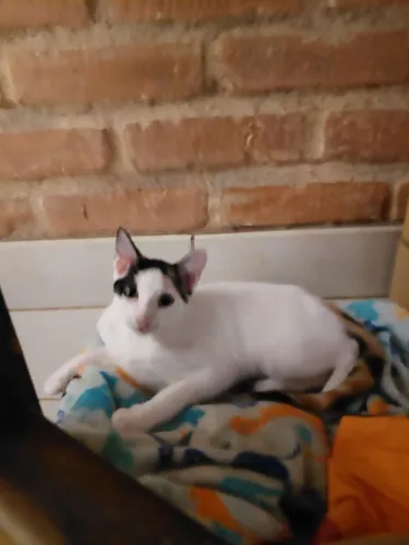 Adoção