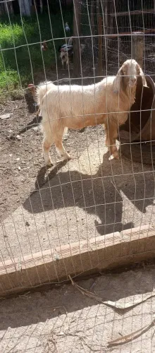 Cabra macho( BODE)