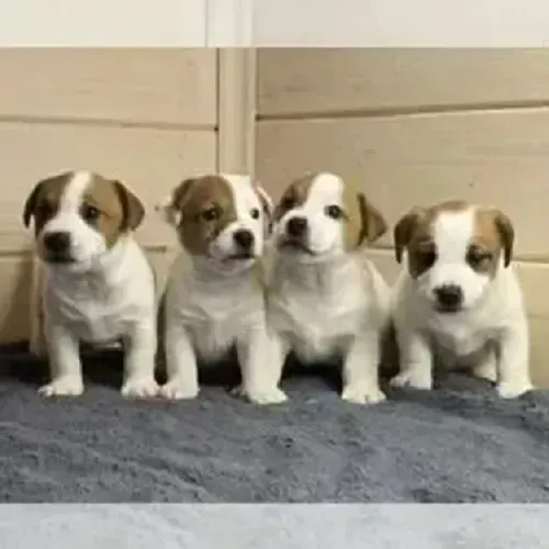 O CACHORRO DO MASCARA JACK RUSSEL