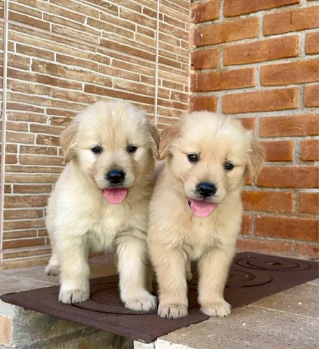 Golden Retriever Filhotes Encantadores