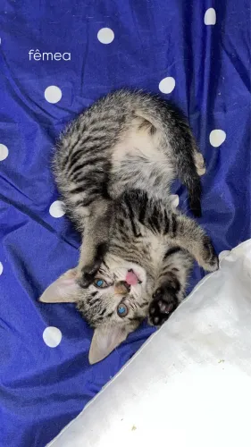 GATINHOS PARA DOAÇÃO