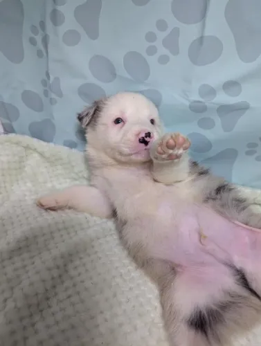Filhotes de Border Collie | Companheiros pra vida toda!