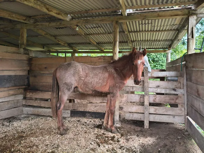 Cavalo