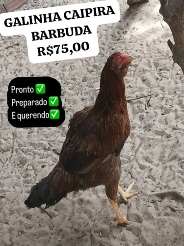 GALINHA CAIPIRA BARBUDA MARROM