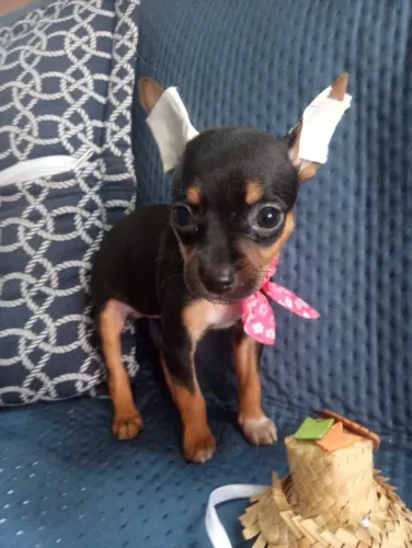 Pinscher