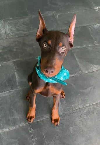 Fêmeas de Doberman 