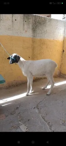 Vendo carneiro doping