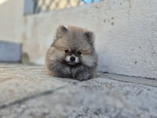 Lulu da pomerânia anão filhote