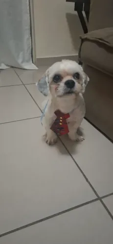 Shitzu