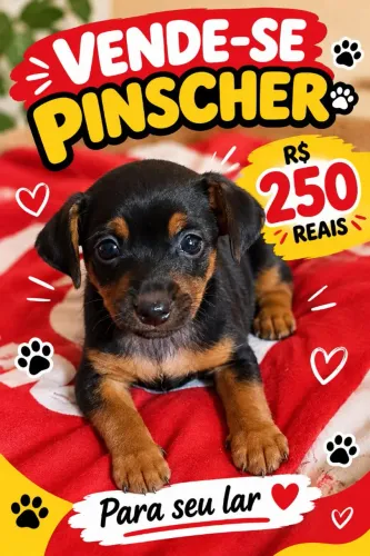 Cachorro Pinscher