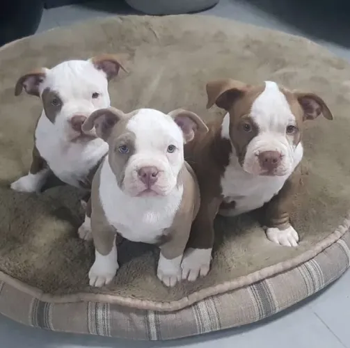 American Bully Filhote Padrão Raça