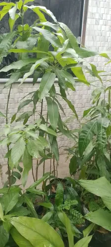 Mudas bem desenvolvidas de jamelao, parreira e manga