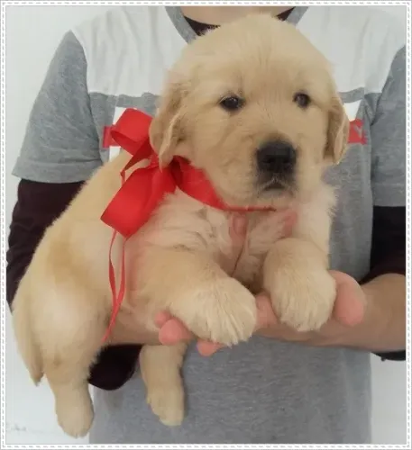 Golden Retriever com Pedigree. Macho e Fêmea.
