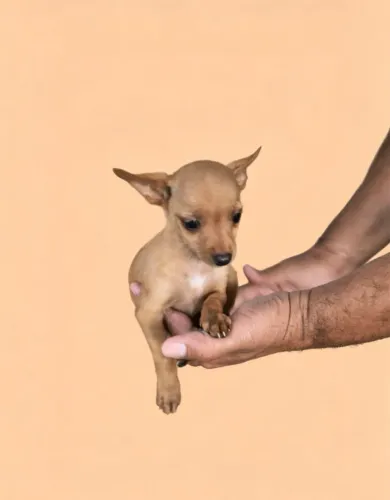 Pinscher mini disponível