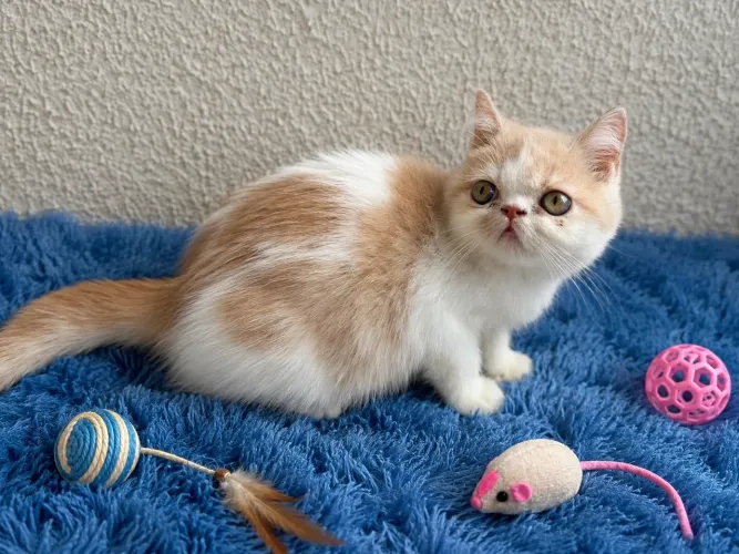 Gatinhos persa  Exóticos de pelo curto legítimos  macho 