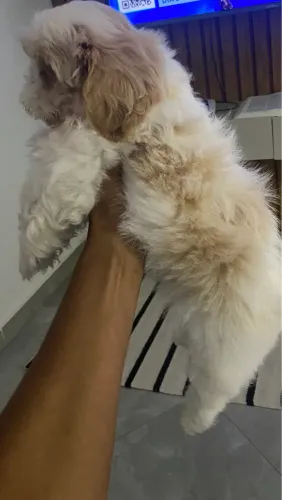 Cachorro