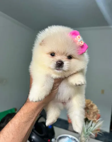 Fêmea creme Lulu da pomerania