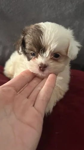 Shihtzu filhote 