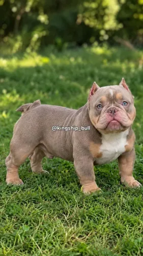 Exotic Bully Merles e Tri OPORTUNIDADE