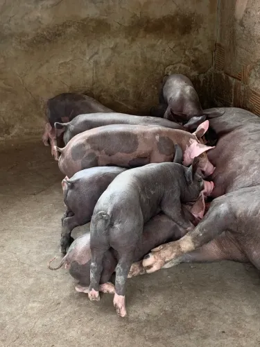 Vendo leitões - bacurinho
