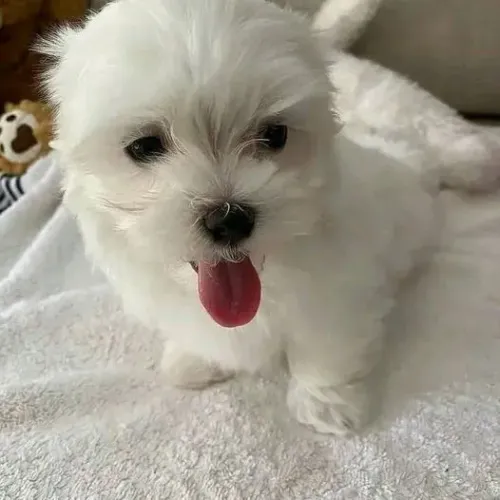 Lhasa macho branco bola de neve