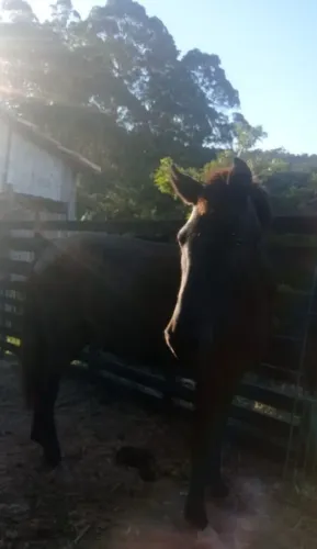 CAVALO MANGALARGA 4 ANOS A VENDA