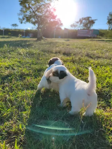 Shih tzu macho