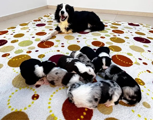 ? FILHOTES DE BORDER COLLIE DISPONÍVEIS PARA VENDA ?