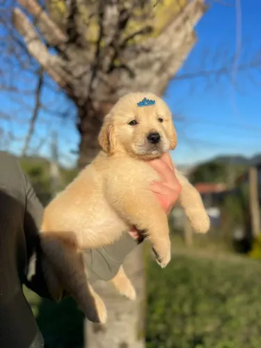 Filhote de Golden Retriever com Pedigree