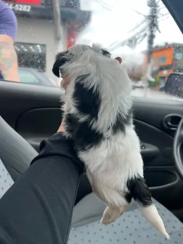 Shihtzu mini Pandinha