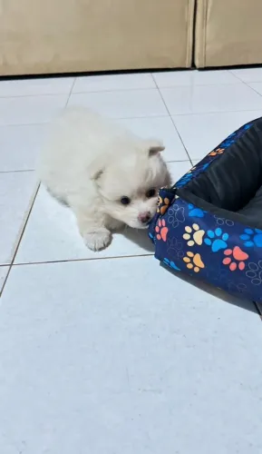 lindo filhote de Spitz Alemão fêmea