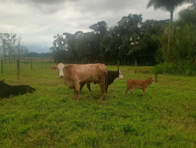 Vaca e bezerro