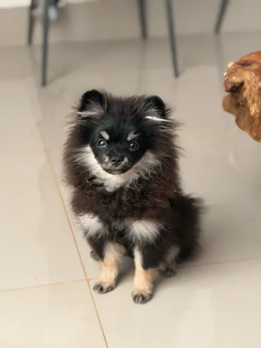 VENDO FILHOTE DE SPITZ ALEMÃO