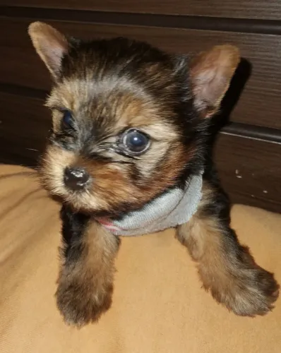 Yorkshire machinho micrinho