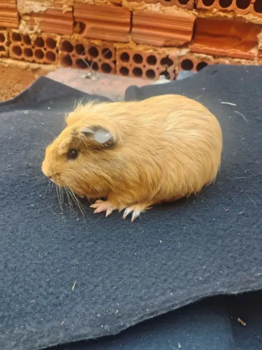 Porquinho