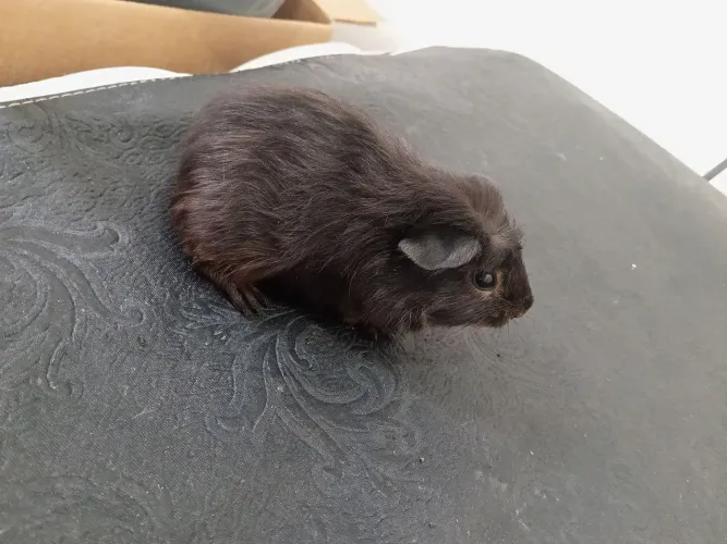 Vendo 2 Porquinho Da Índia Macho, 2 Meses, 4 Meses
