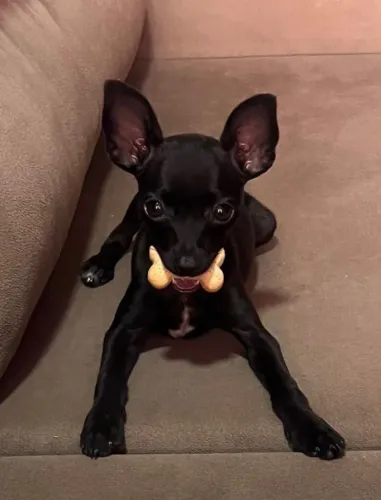 Filhotes lindos pinscher zero
