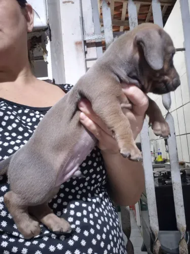 Pets disponíveis pra vendas,salsichas alerquim