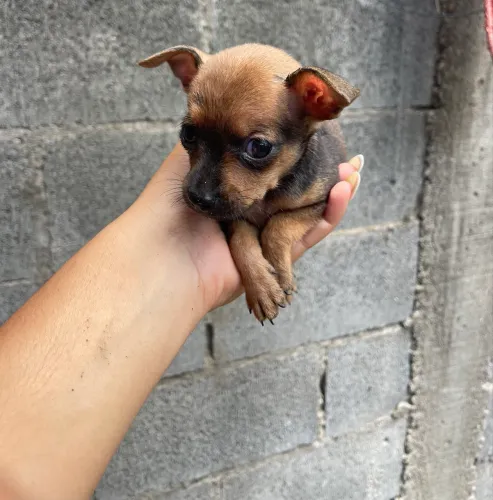 Vendo filhote de pinscher 